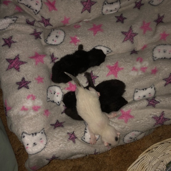 Meet your Posher, Carole - Picture 4 of 4